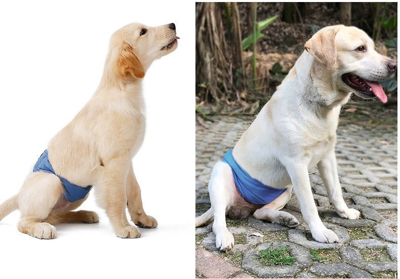 Male Dog Physical Pants Diaper Anti-Harassment Dog Diaper Pants Bellyband Teddy/Golden Retriever Waterproof Bottom Washable Underwear