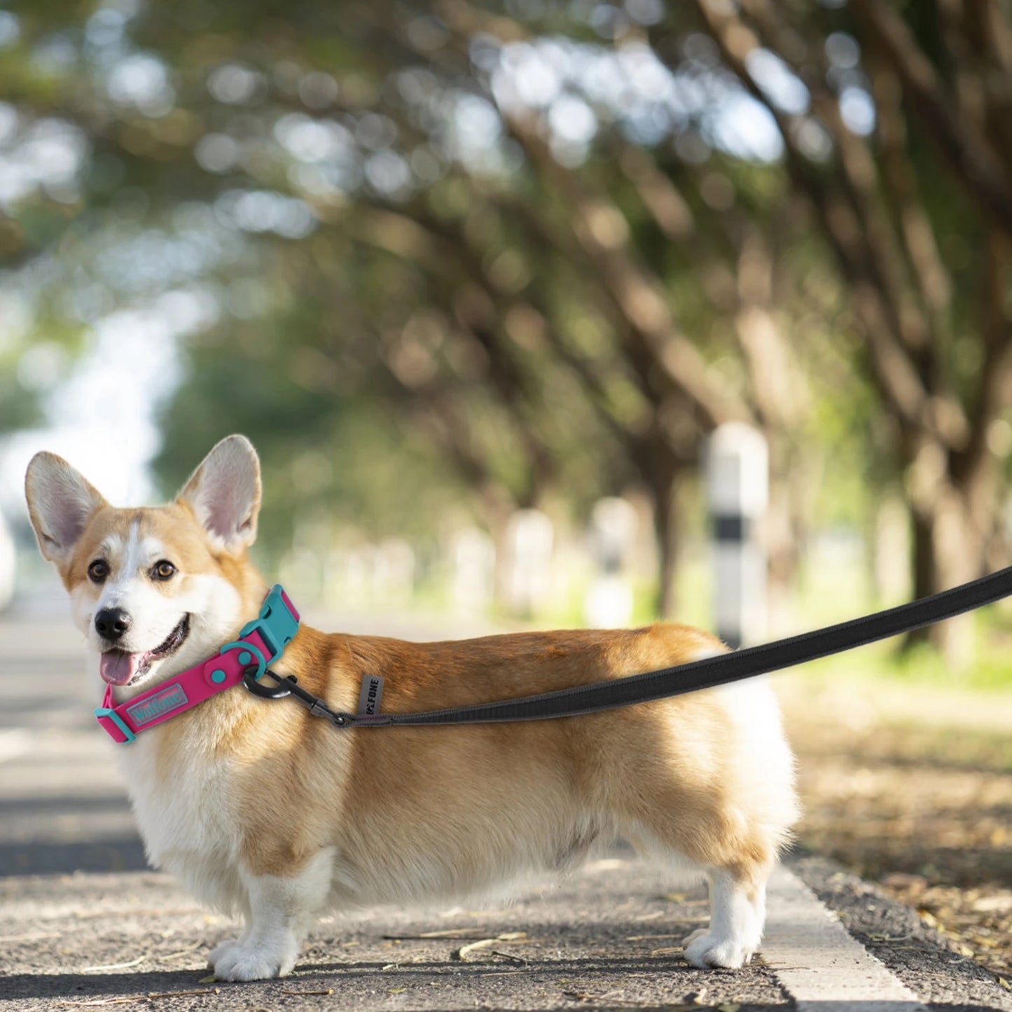 Training Leashes for Big to Small Dogs