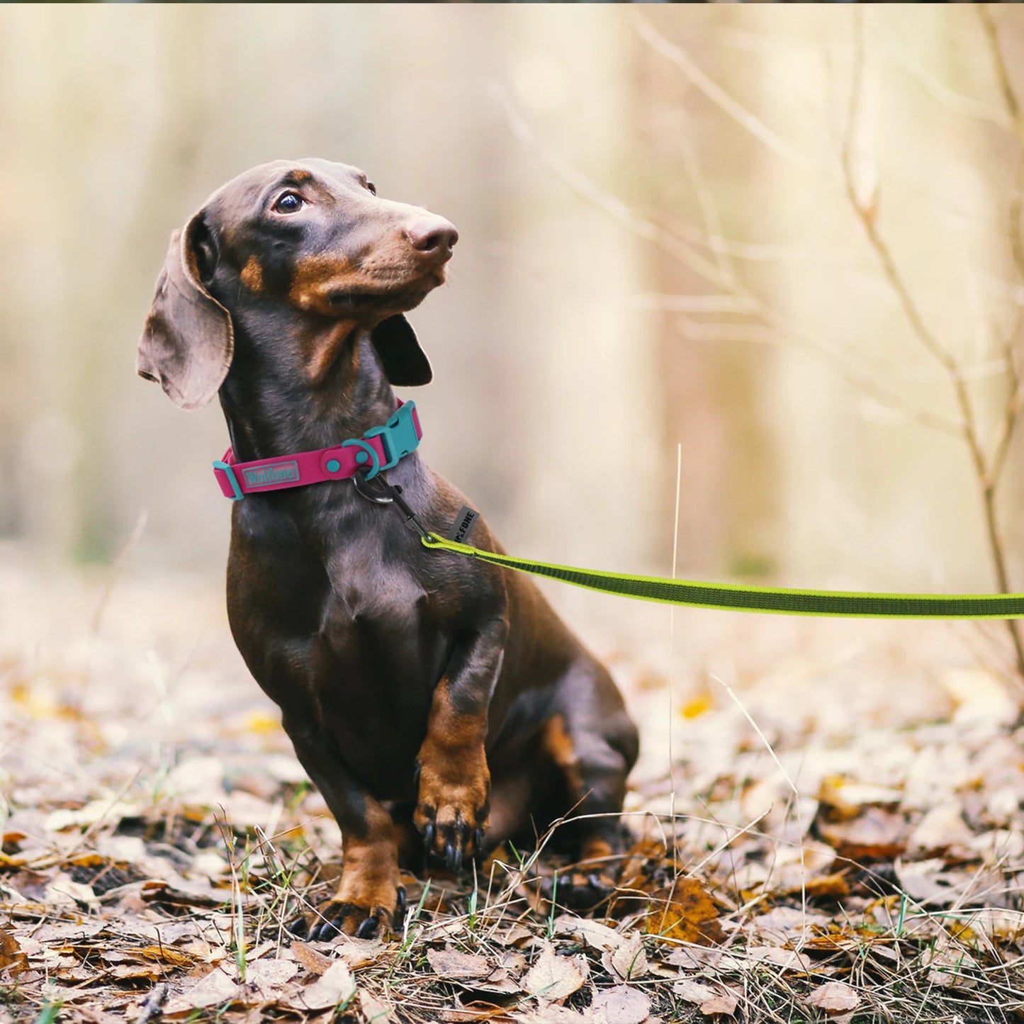 Walking Leashes for Big to Small Dogs