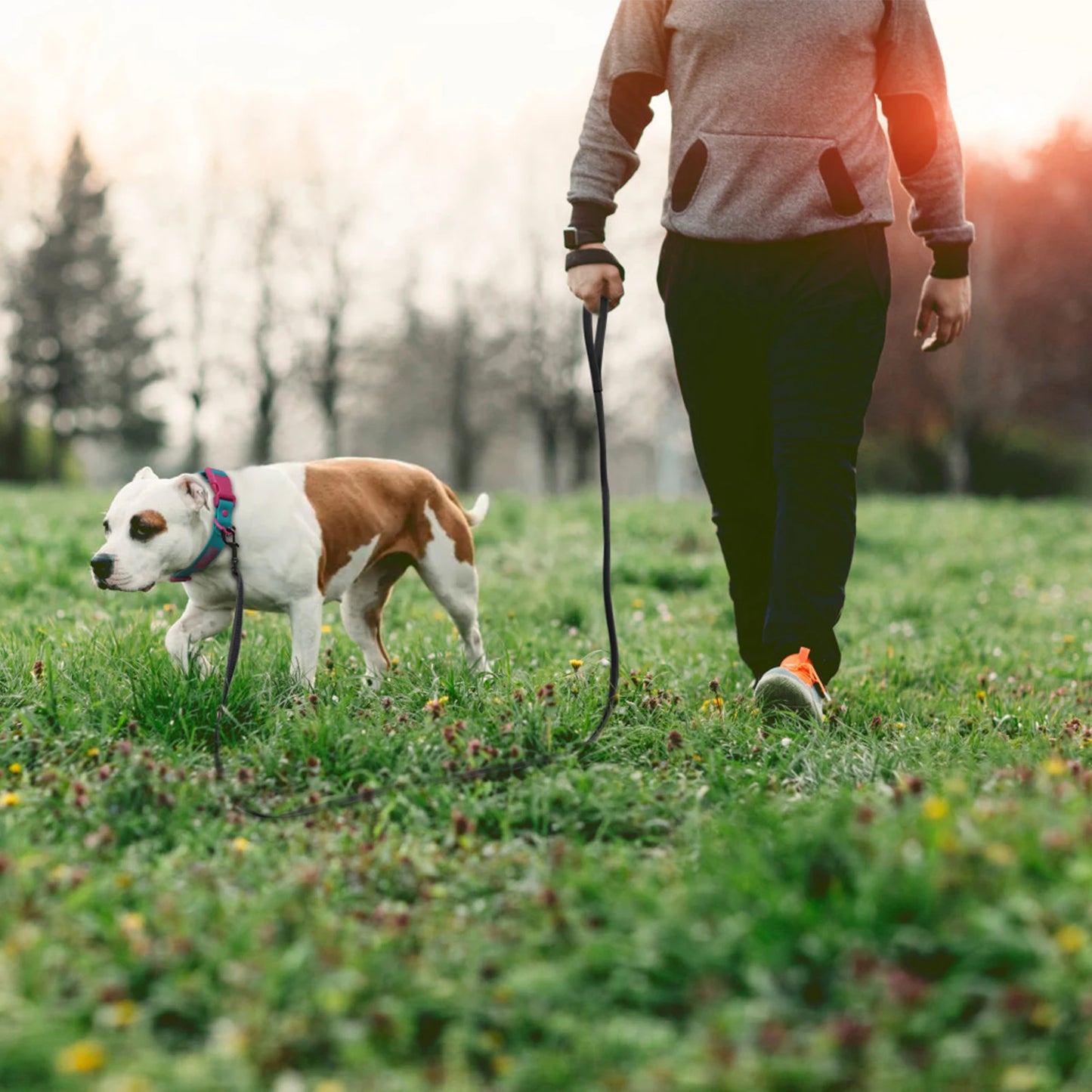 Training Leashes for Big to Small Dogs