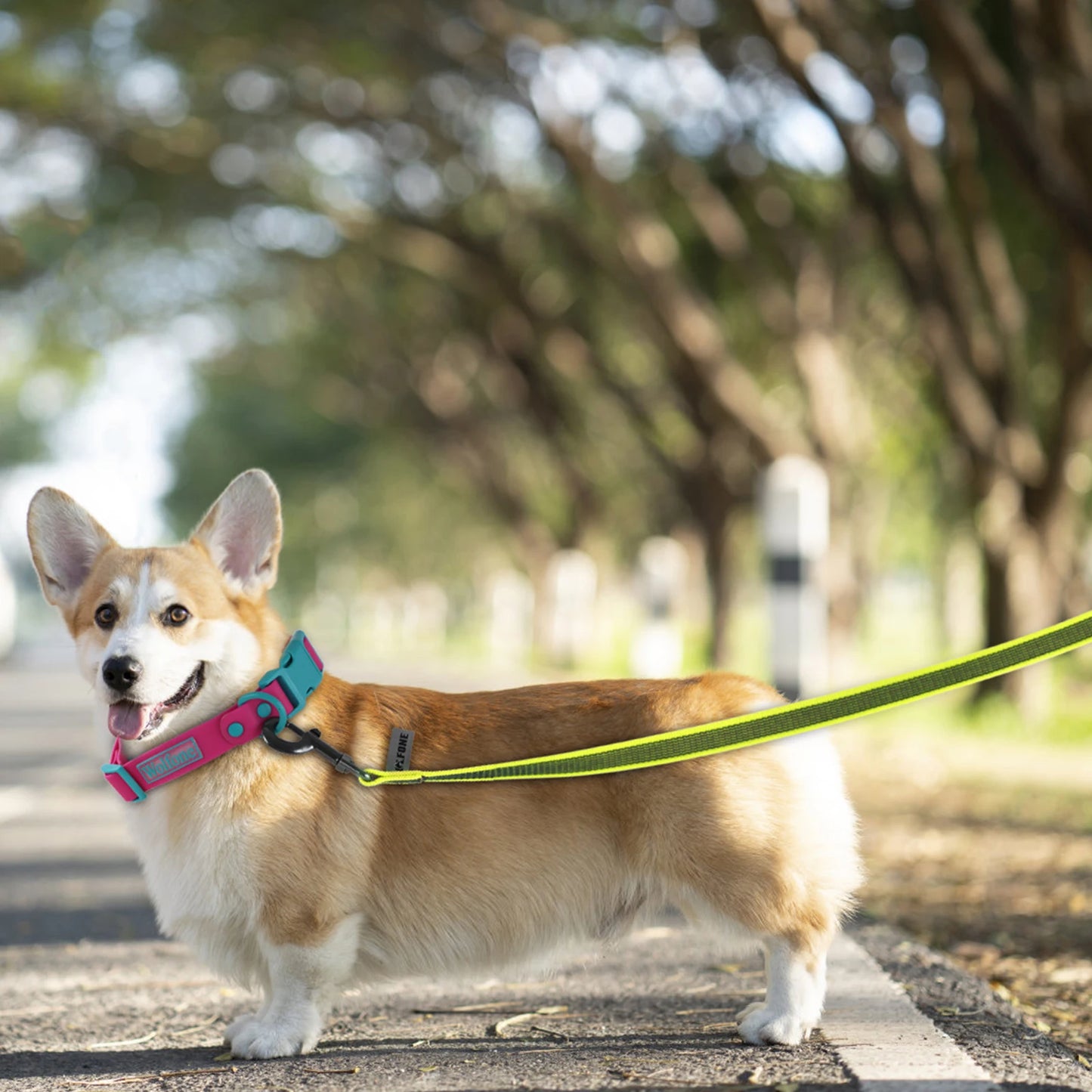 Walking Leashes for Big to Small Dogs