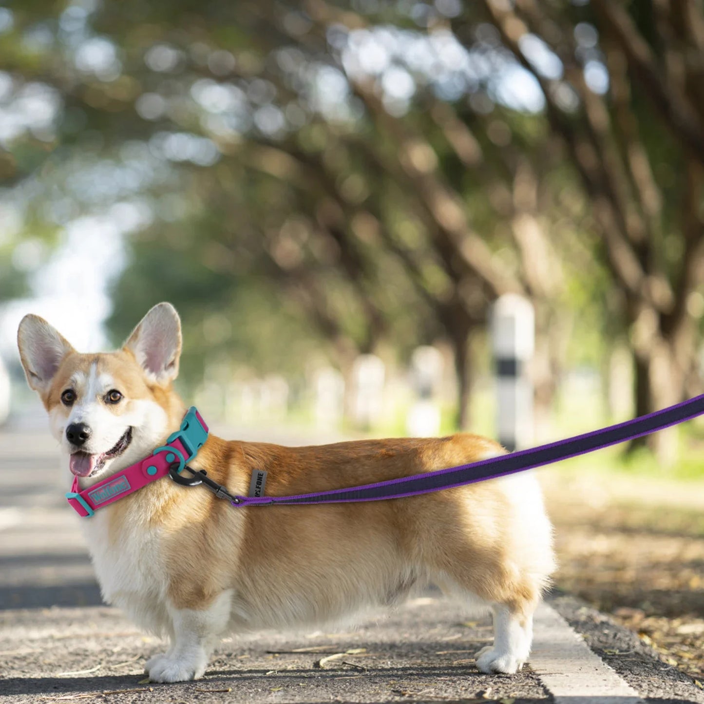 Training Leashes (2 Color) Latex for Small to Big Dogs