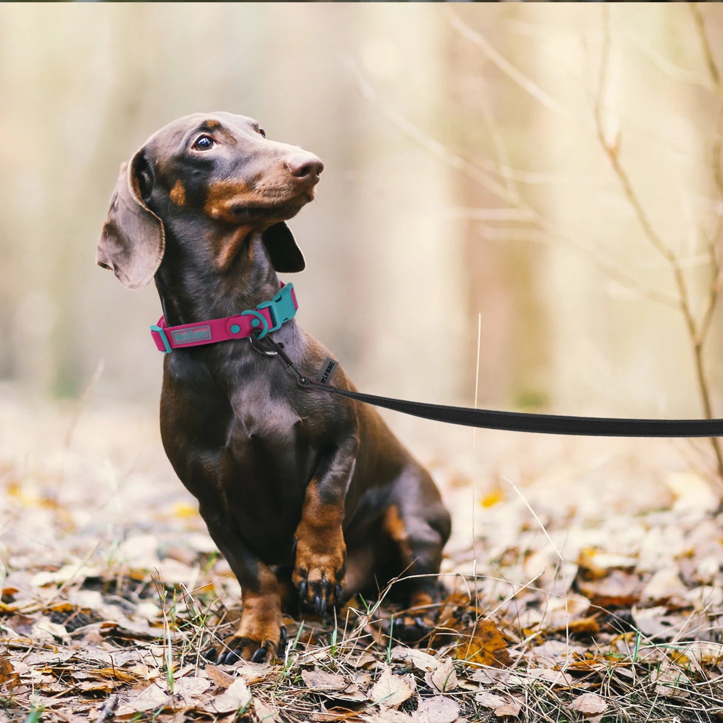 Training Leashes for Big to Small Dogs