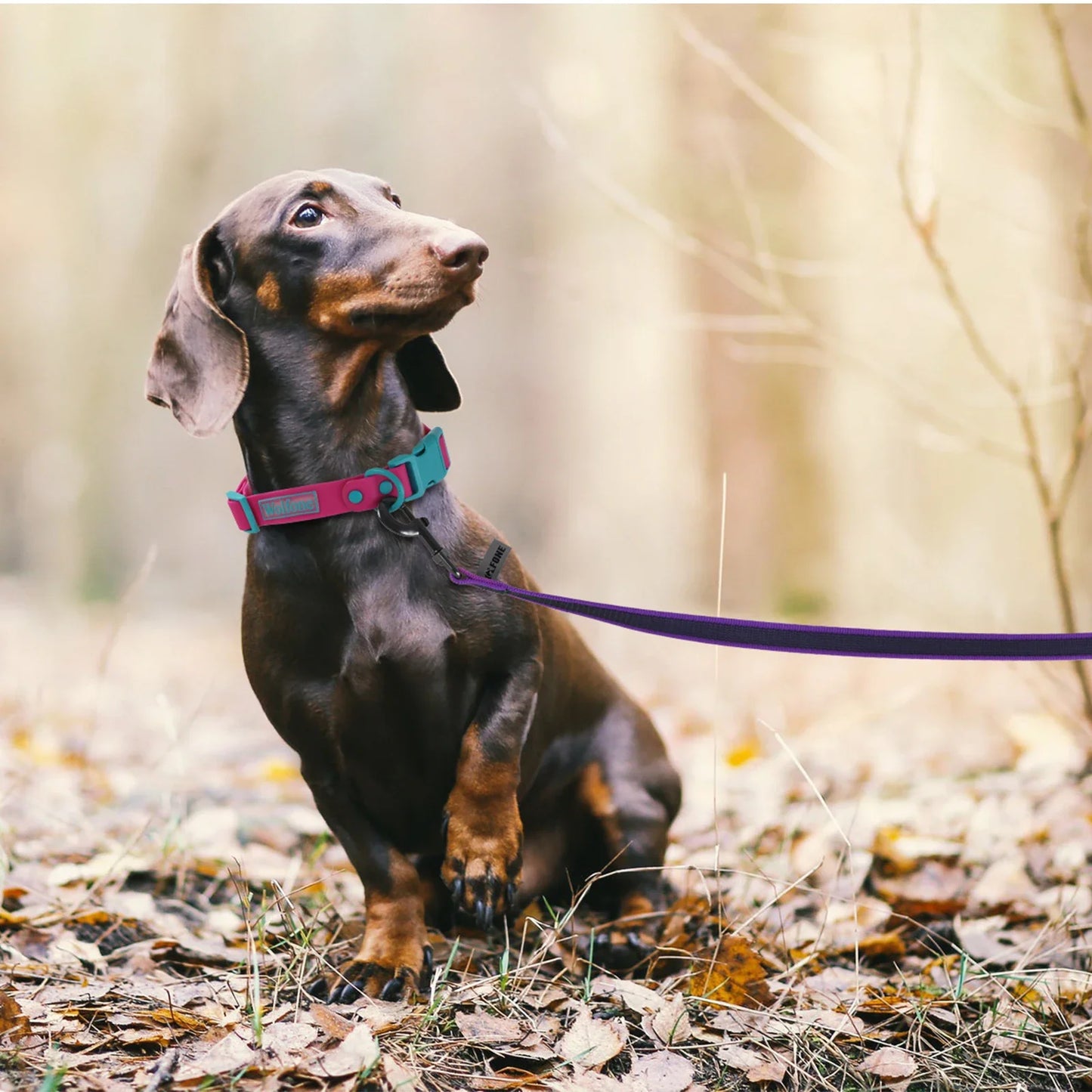 Training Leashes (2 Color) Latex for Small to Big Dogs