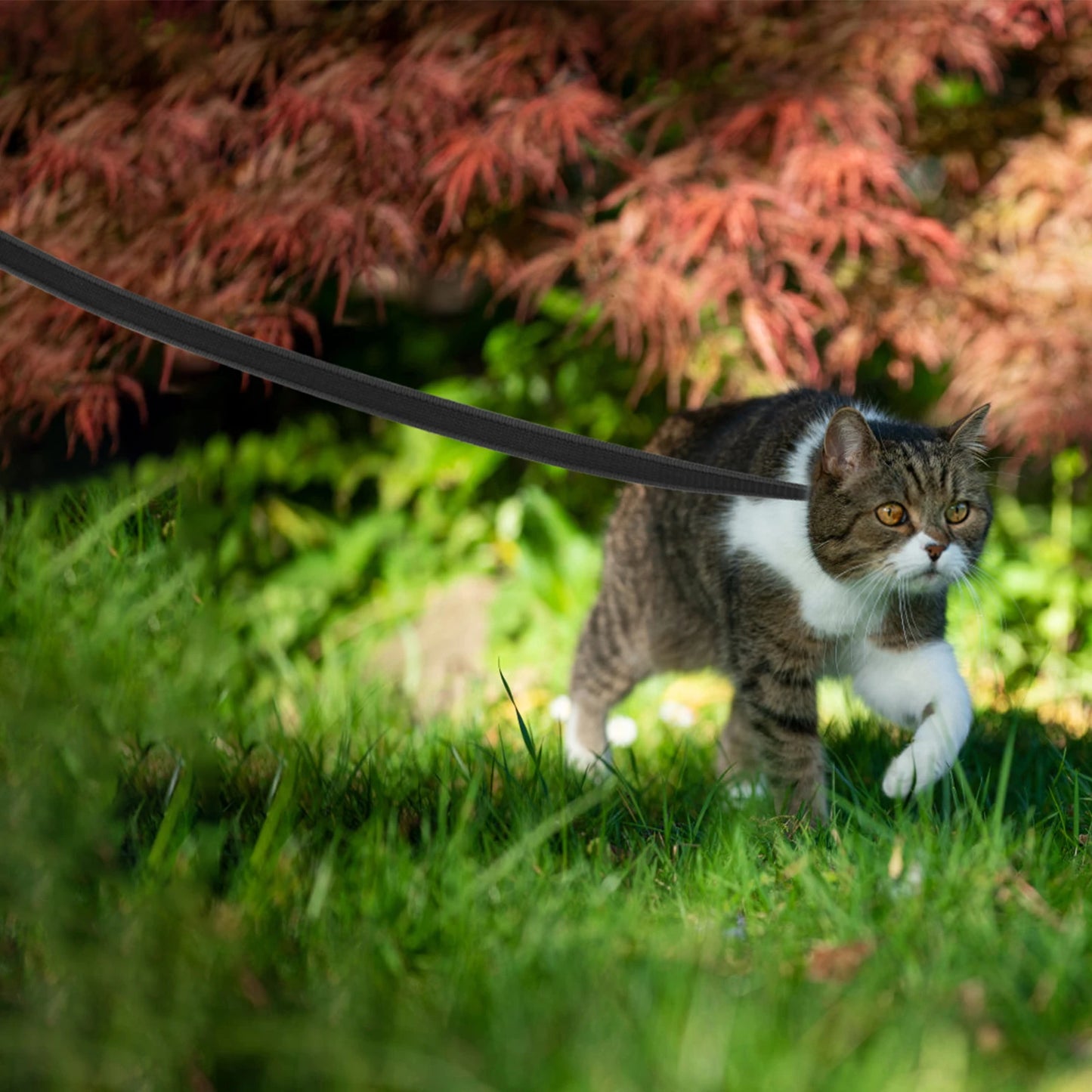 Training Leashes for Big to Small Dogs