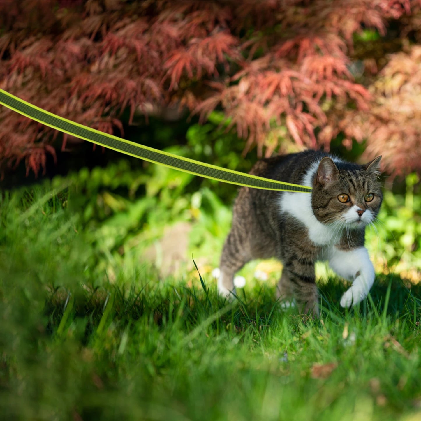 Walking Leashes for Big to Small Dogs